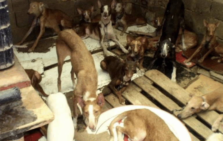 España condena con cárcel a hombre que tenía 7 perros desnutridos, heridos y maltratados en su casa