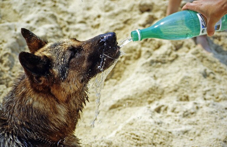Las temperaturas en el cemento pueden llegar a los 60°: ¿Cómo cuidar a tu perro ante las olas de calor?