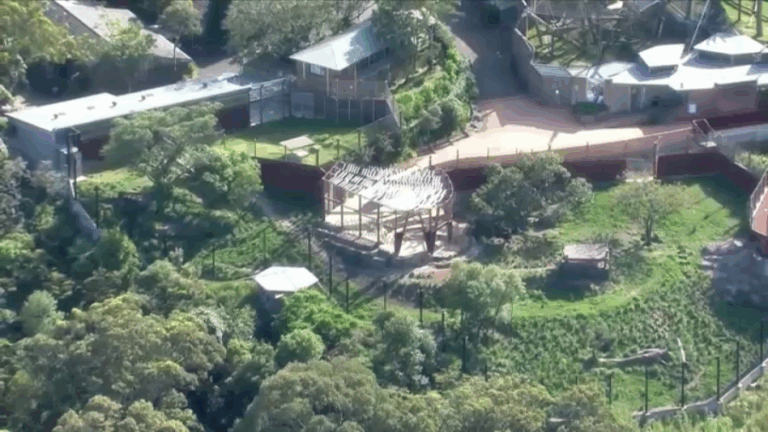 5 leones se escaparon en un zoológico en Sídney: Cachorro recibió dardos tranquilizantes para ser recapturado