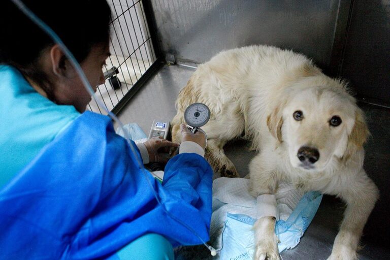 Sernac detectó diferencias de hasta un 3.400% en valores de consultas veterinarias: Revisa la comparación de precios
