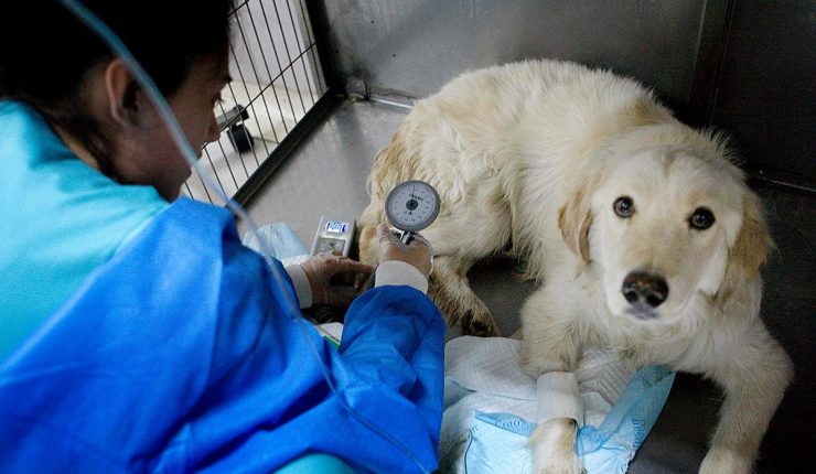 Colmevet presentó recurso contra el SII: 