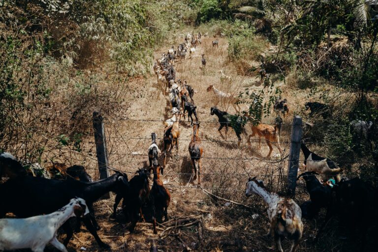 Minería 360 en CNN Chile, capítulo 59: Apoyos de la minería a la ganadería