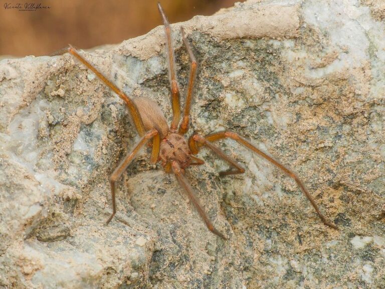 Chileno descubre nuevo tipo de araña de rincón que habita entre las regiones de Coquimbo y Atacama