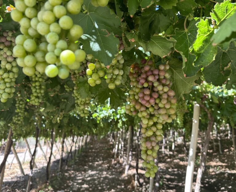Productores de pisco buscan que la Región de Coquimbo sea reconocida como patrimonio cultural por la Unesco