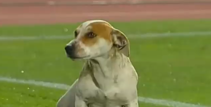 Autogolazos, atajadas increíbles y expulsiones insólitas: Los mejores bloopers futbolísticos del 2022