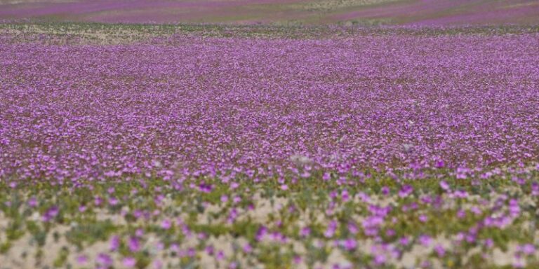 Desierto Florido como Patrimonio Natural de la Humanidad en la Unesco