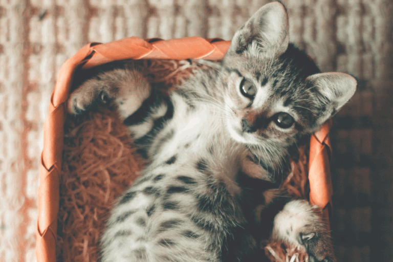 20 abogados defenderán a un gato que fue extraviado por una aerolínea de Bolivia