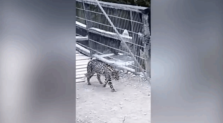 Turista avista un gato de Geoffrey en Torres del Paine