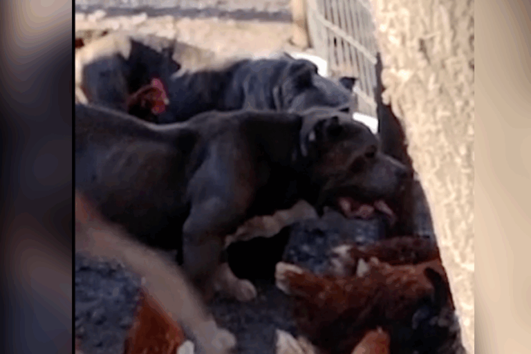 Maltrato animal en Talagante: Uno de los detenidos tenía el registro genealógico oficial de perros en Chile