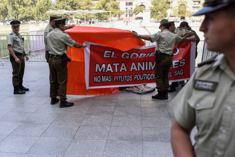 SAG analiza acciones legales por león muerto frente a La Moneda: Proceso de anestesia fue realizado por equipo del zoológico