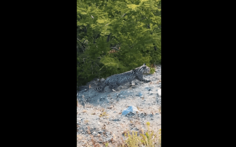 Turistas en Torres del Paine captan nuevo registro de un gato de Geoffroy