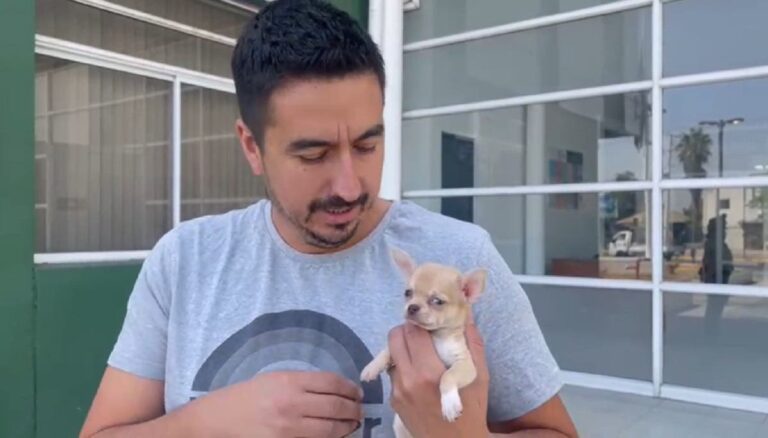 Logran recuperar y devolver a chihuahua de dos meses robado en Conchalí: Lo intentaron vender por Facebook