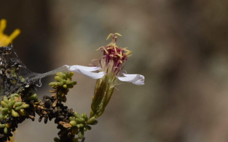 “Es única en el mundo”: Descubren nueva especie de flor de la familia de las margaritas en Antofagasta