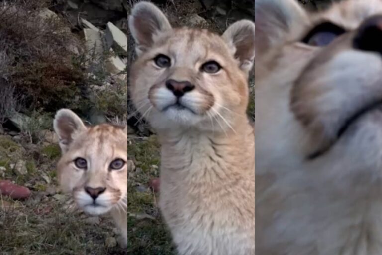 Fotógrafo comparte tierno video de una curiosa cría de puma que inspecciona su cámara en la Patagonia