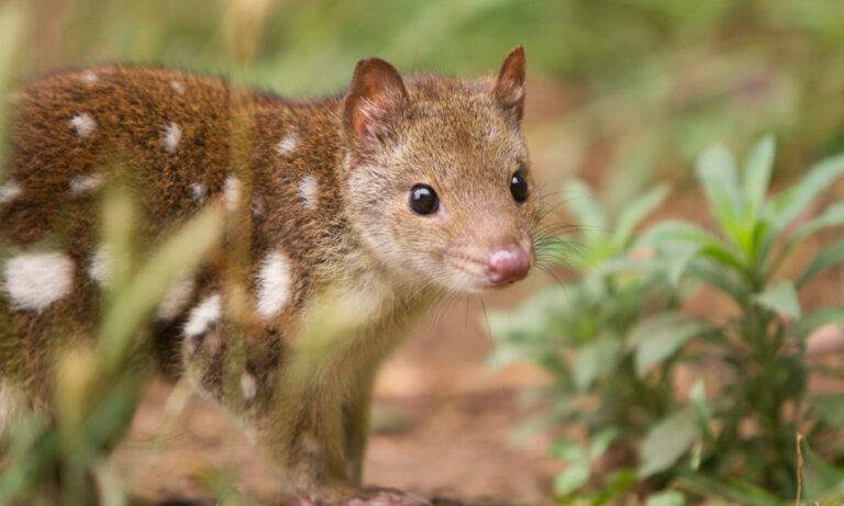 La falta de sueño por tener más sexo está llevando a los quolls macho al borde de su extinción
