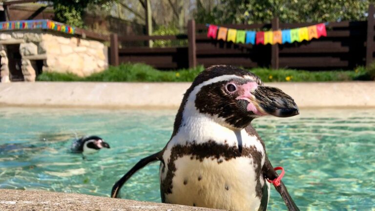 Murió en Reino Unido el pingüino de Humboldt “más viejo del mundo”