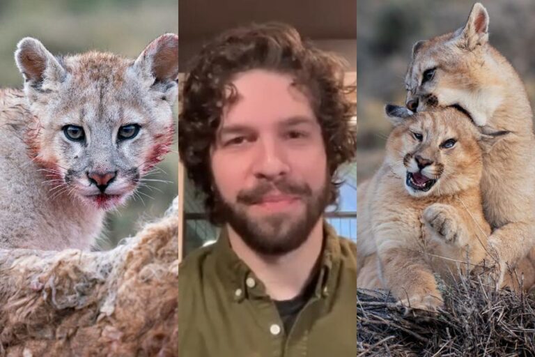Los pumas patagónicos bajo el lente ético de Casey Klebba: “Hay fotógrafos que harían cualquier cosa por una foto”