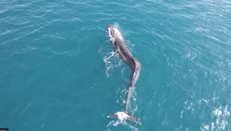 Avistan una enorme ballena con escoliosis: Sería por lesión causada por una embarcación