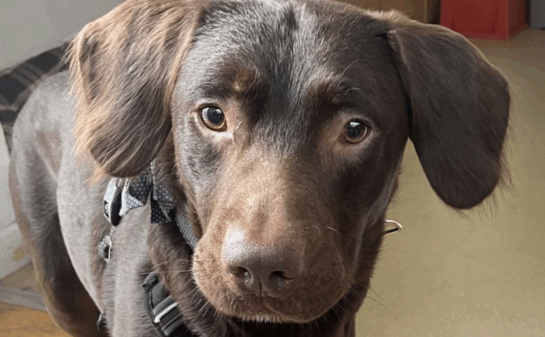 Perro adicto al alcohol es rescatado en Reino Unido: Su dueño le daba tragos antes de dormir