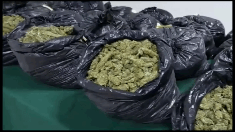 Incautan 138 kilos de marihuana en San Rafael: Perros de la repartición antidrogas fueron clave para el hallazgo