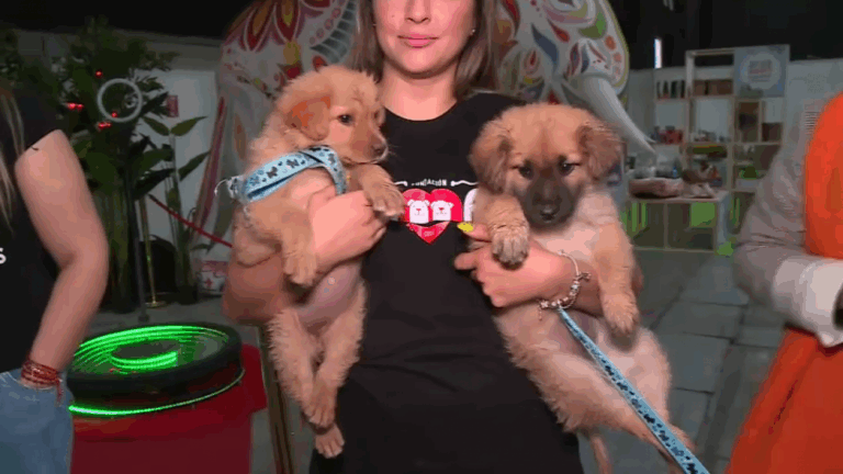 Este fin de semana se realiza la Expo Mascotas y Animales 2023 en Espacio Riesco: Lo que debes saber