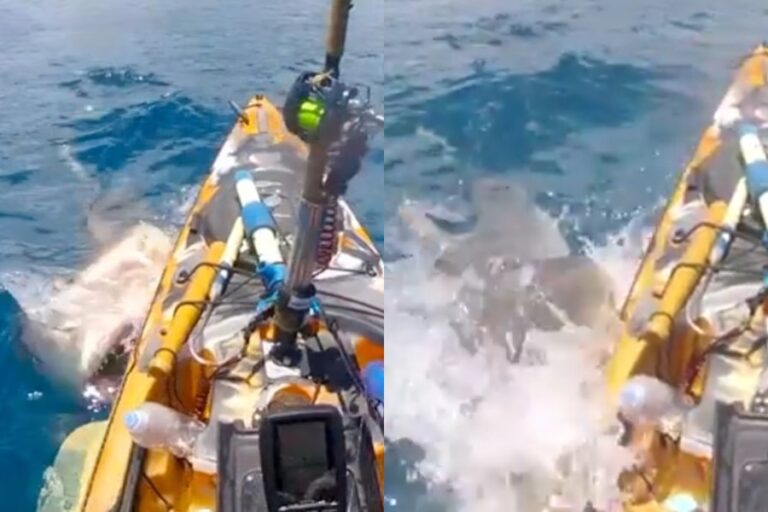 Hombre graba video de un tiburón atacando su kayak mientras pescaba en Hawái