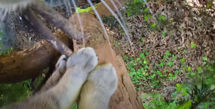 ¡Alerta de ternura! Así es recorrer el patio de una casa desde la perspectiva de un gato