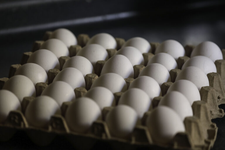 Chile Huevos expuso en el Senado y solicitó un Fondo de Emergencia en la industria por los efectos de la Gripe Aviar