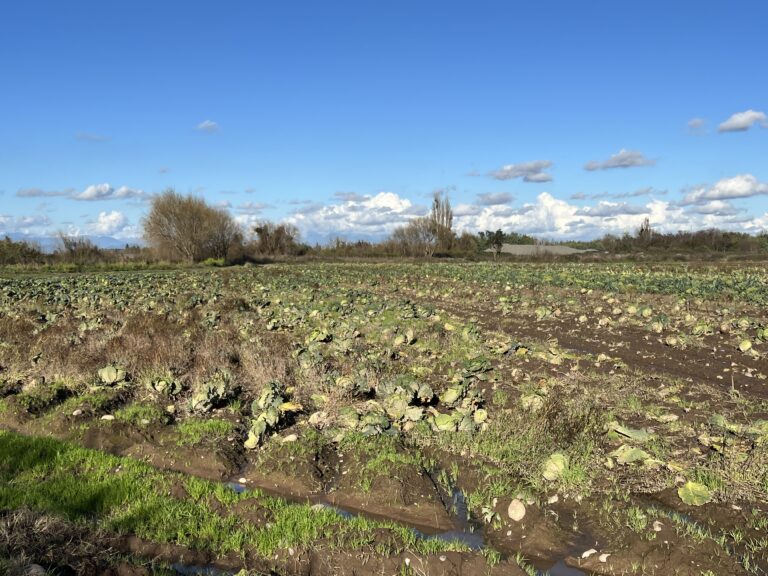 Ministerio de Agricultura estimó más de 100 mil hectáreas afectadas en las zonas agrícolas tras sistema frontal