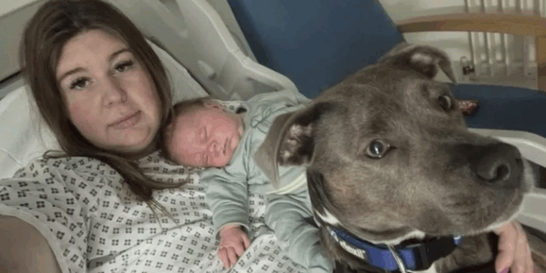 Hospital británico da la bienvenida al primer perro de asistencia en la sala de partos: Un apoyo emocional invaluable