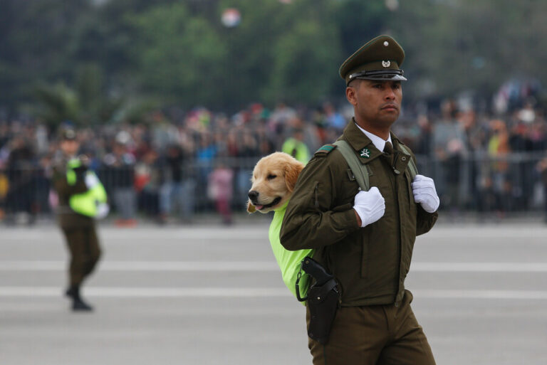 Parada Militar: Carabineros desfiló con perritos que pasaran a retiro y presentó a nuevos cachorros de la institución