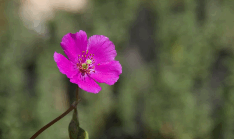 Fitorremediación: La opción sustentable de CMP para relaves