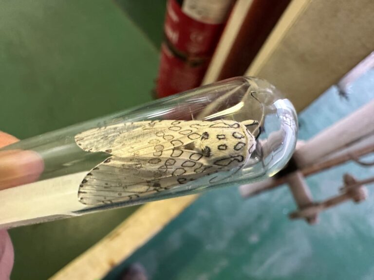 SAG confirmó hallazgo de polilla leopardo: 