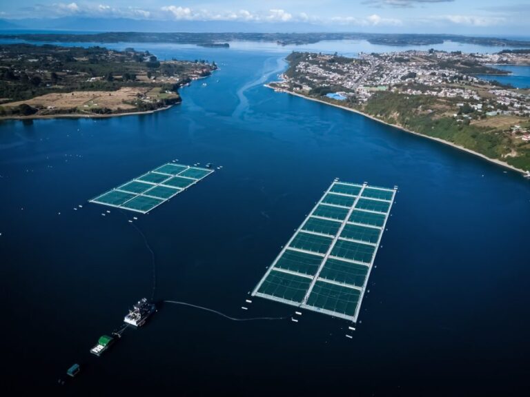 Greenpeace acusa a autoridades de Chile de proteger a salmoneras al no cerrar concesiones caducadas