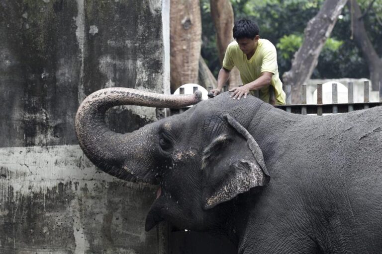 Muere la solitaria Mali, el único elefante que quedaba en Filipinas