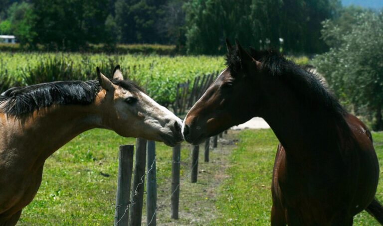 Puede afectar a los humanos: SAG activa plan de vigilancia en Chile tras brote de encefalomielitis equina en Argentina
