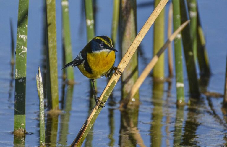Chile suma un nuevo humedal urbano a los más de 100 protegidos en los últimos tres años