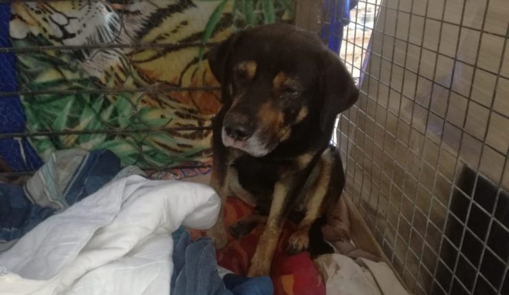 Municipalidad de Quilpué presentó querella por asesinato de perros comunitarios: Uno fue envenenado y otro fue asfixiado