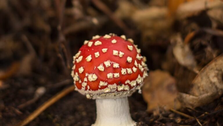 Ministerio de Salud informó creación de equipo para estudiar uso medicinal de hongos alucinógenos
