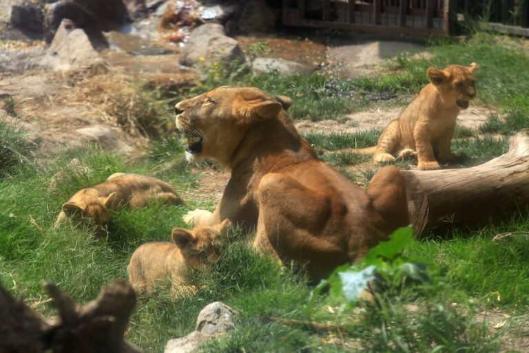 ¿Cómo sería una evacuación del Zoológico Metropolitano?