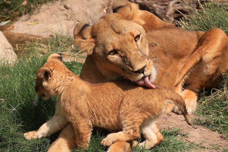 Tras incendio forestal en Parquemet: ¿Es el mejor lugar para albergar un Zoológico?