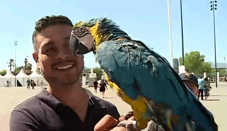Lo cambió por un auto: Persona llegó a votar con su guacamayo hasta el Estadio Nacional