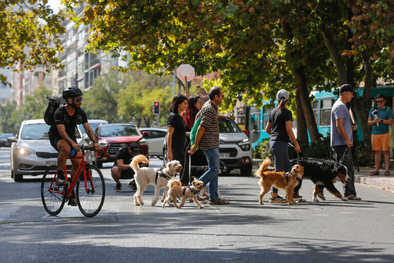 Ante las altas temperaturas: ¿Cuáles son los riesgos y cómo debemos cuidar a nuestras mascotas?