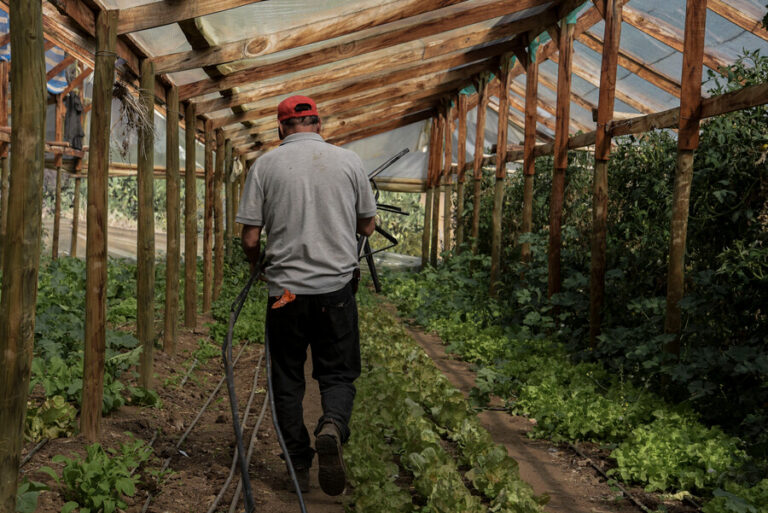 Por temperaturas de hasta 38°: Gobierno llama a detener faenas agrícolas por ola de calor en el centro sur del país