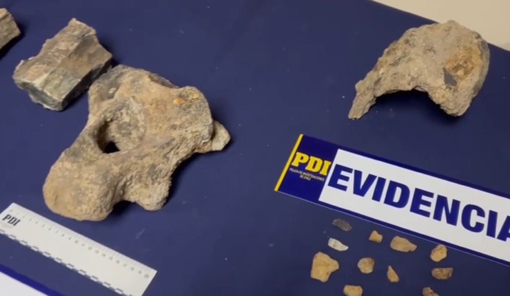 Recuperan más de 30 fósiles de dinosaurios que eran exhibidos por Tiktok en San Clemente: Sitio del hallazgo será de investigación