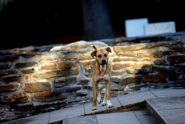 Tras grave ataque a turista: Municipio de San Pedro de Atacama exigió la eutanasia de cerca de 4.500 perros callejeros