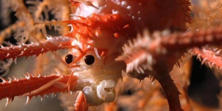 Descubren más de 100 nuevas especies en montes submarinos de las costas de Chile