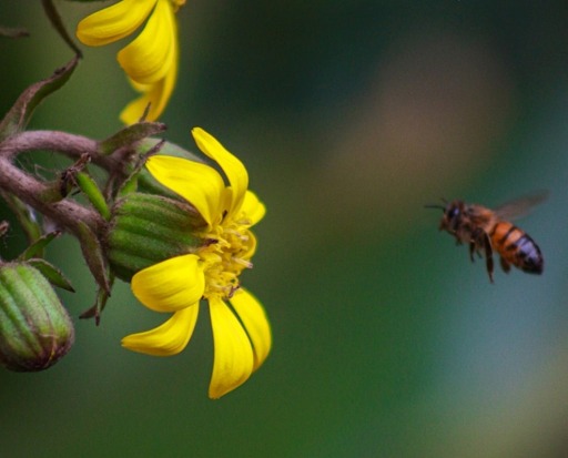 El impacto del cambio climático en la apicultura chilena