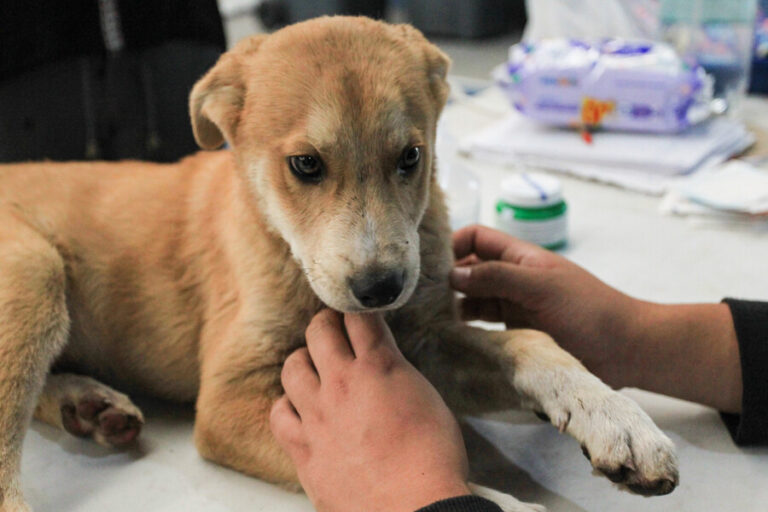 Porque ellos también importan: Estos son los centros de atención veterinaria para mascotas afectadas por incendios