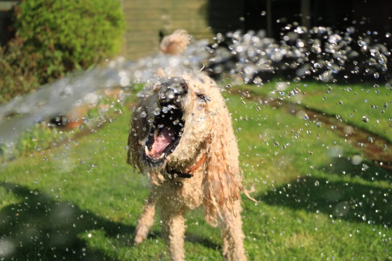 ¿Es buena idea rapar a los perros durante el verano? Consejos para cuidar a los animales del calor